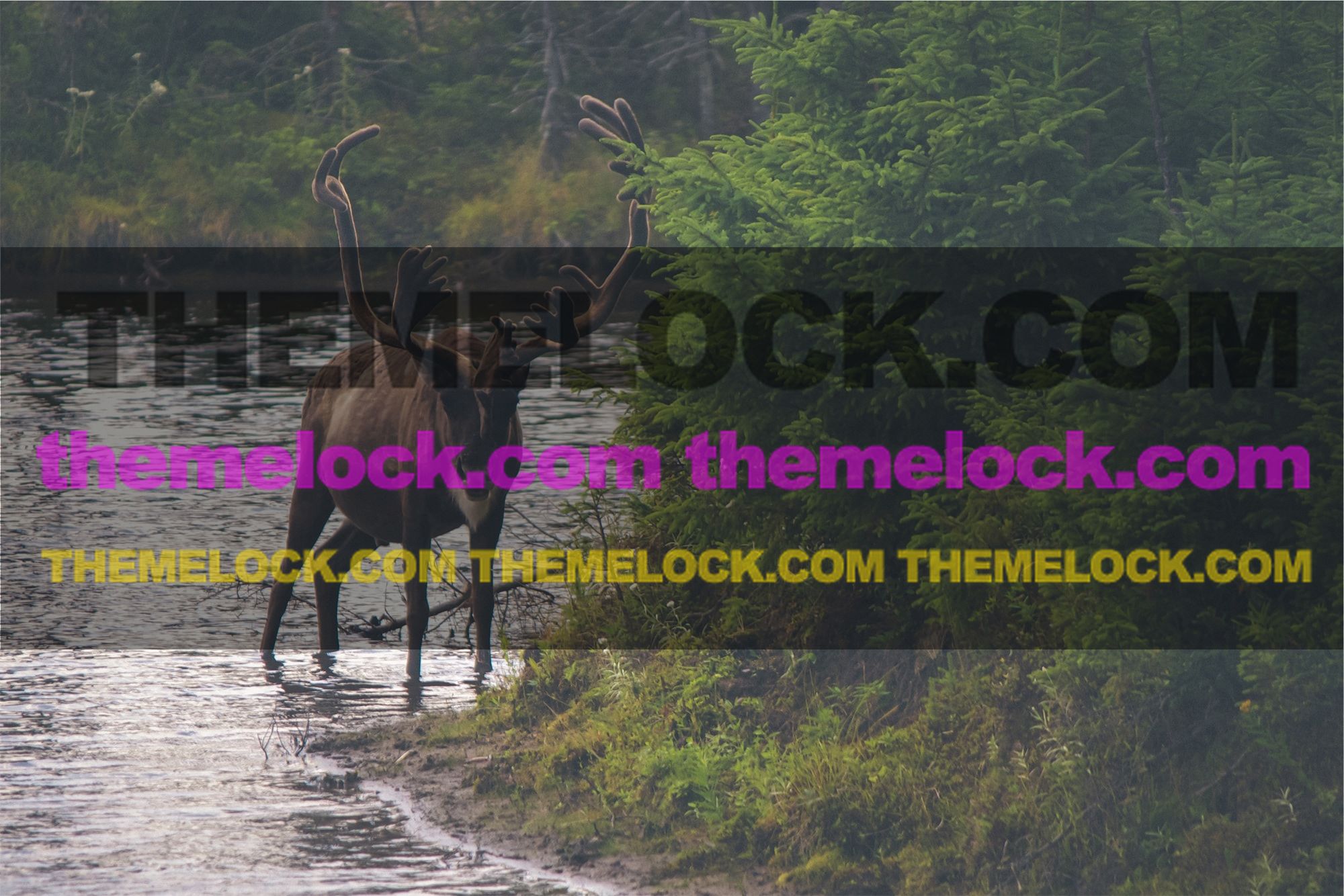 First slide image